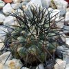 Copiapoa _longistaminea _08